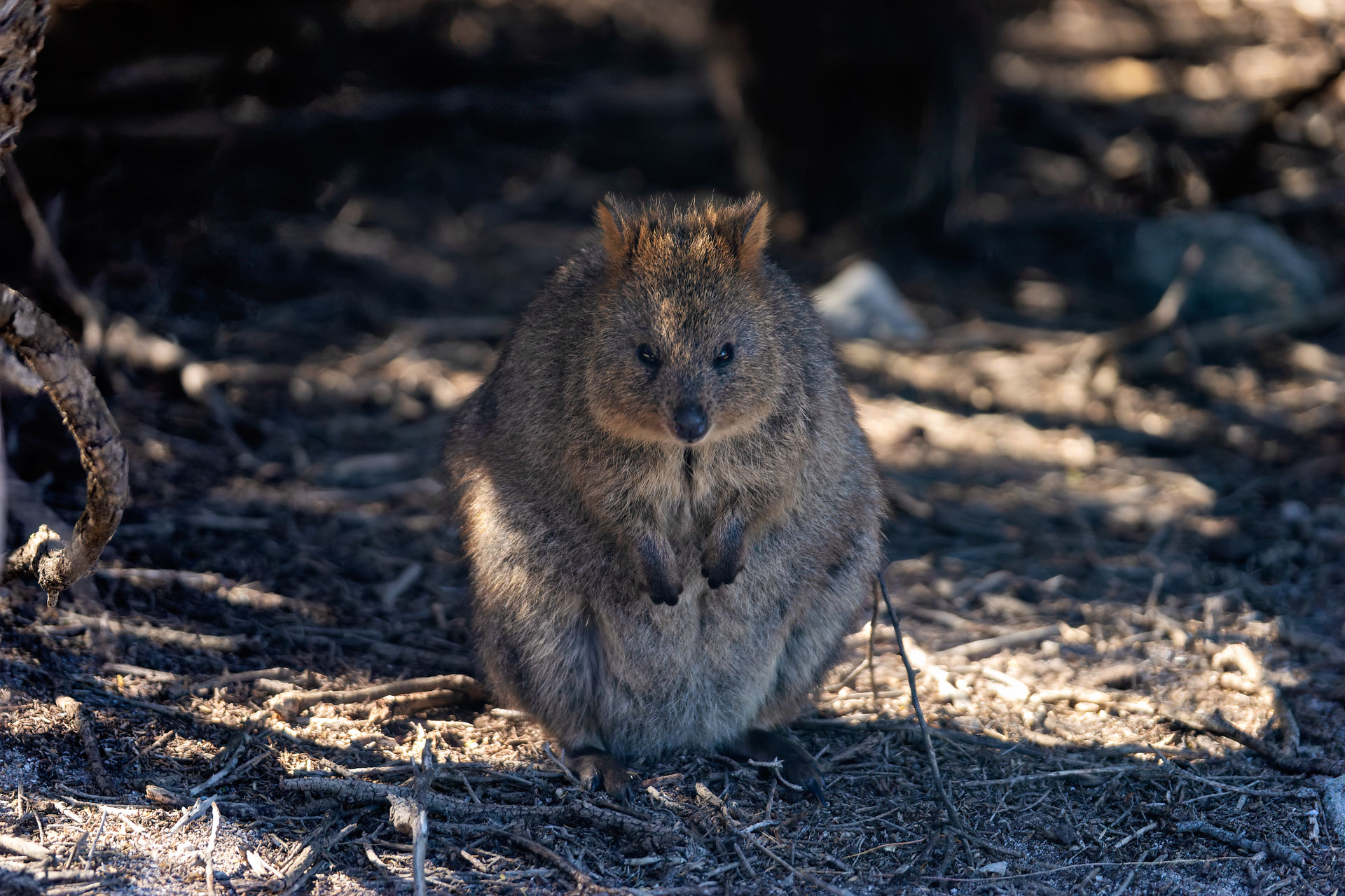 Rottnest Island - Kurzschwanzkänguru